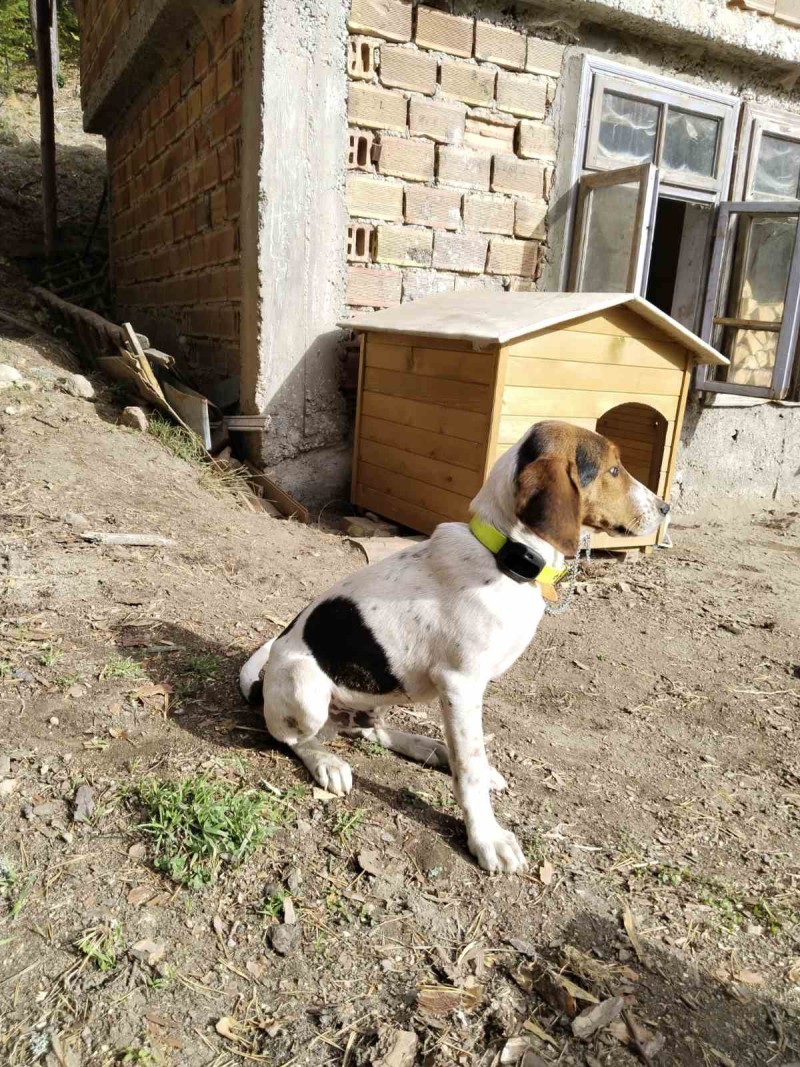 4G Pet GPS Тракер