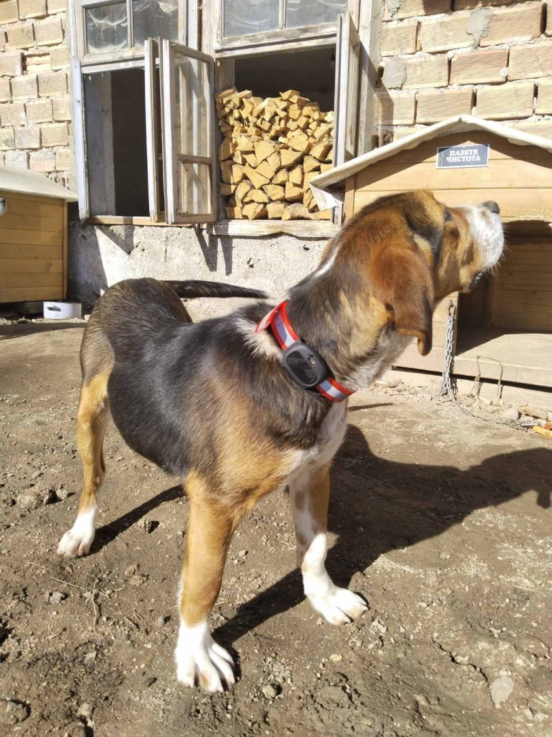 4G Pet GPS Тракер
