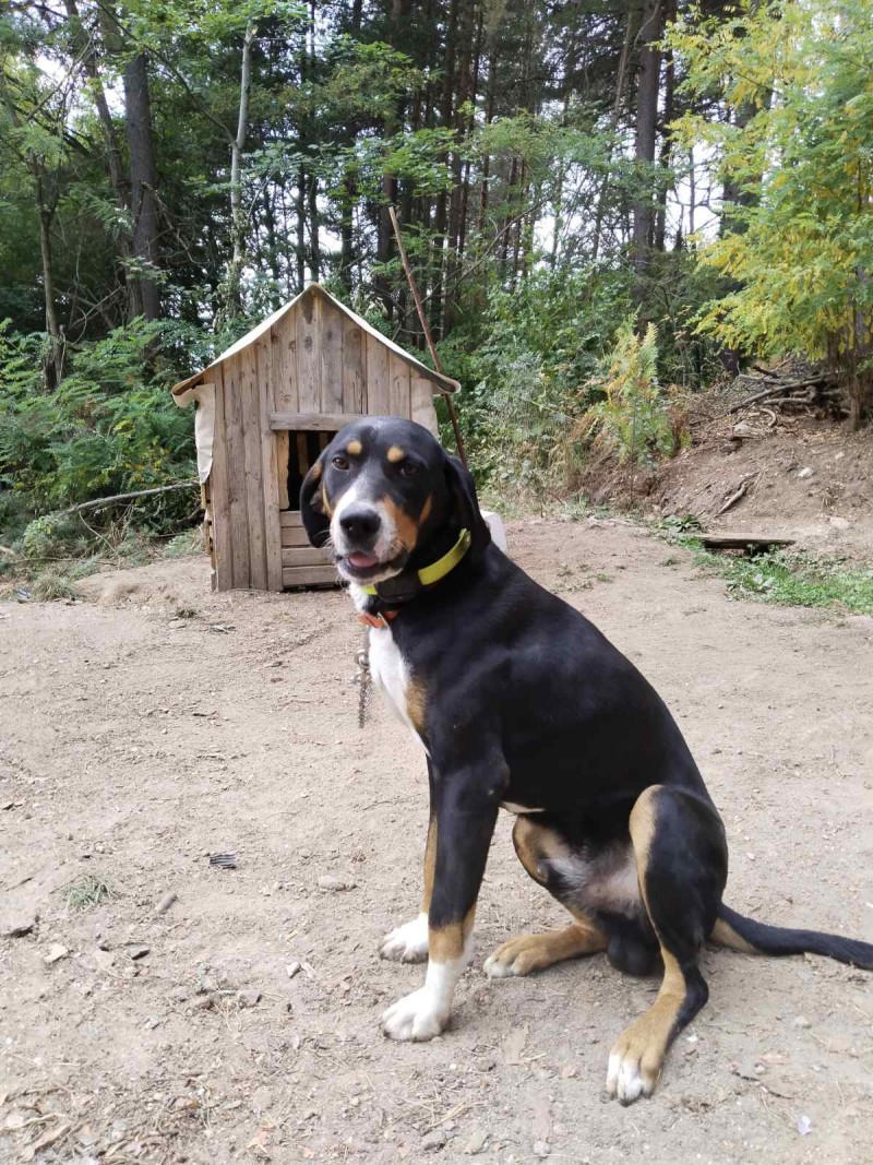 4G Pet GPS Тракер