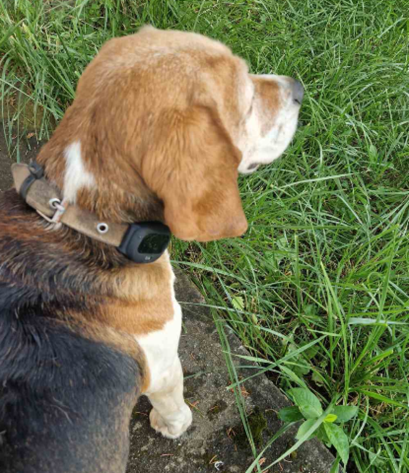 4G Pet GPS Тракер