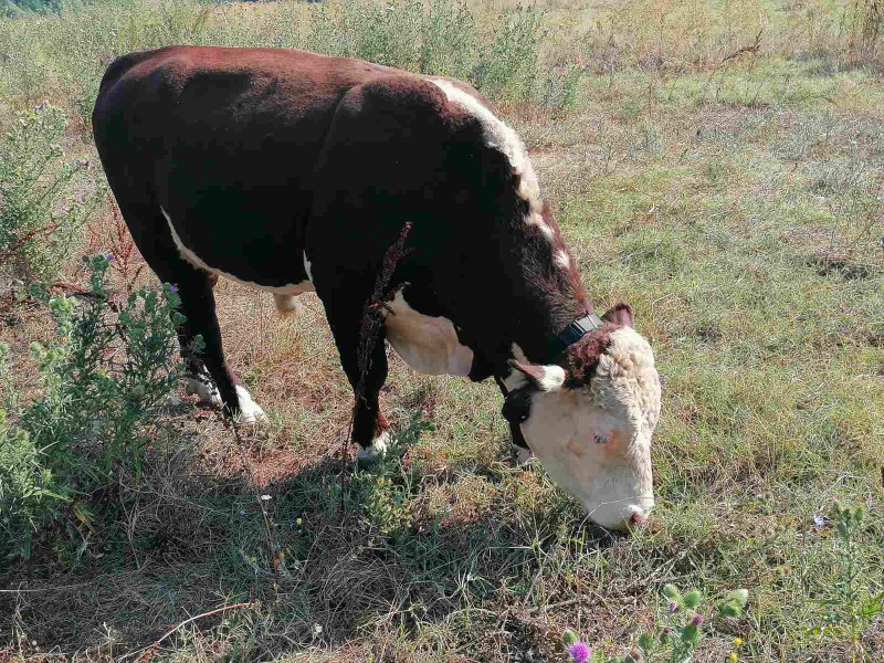 GPS Tracker for Wild Animals
