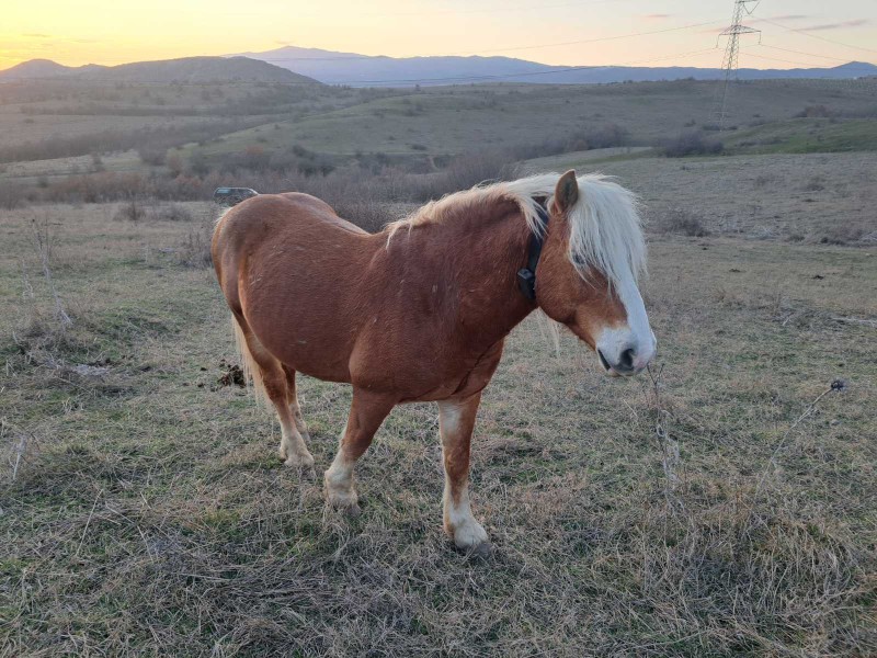 GPS Tracker for Wild Animals