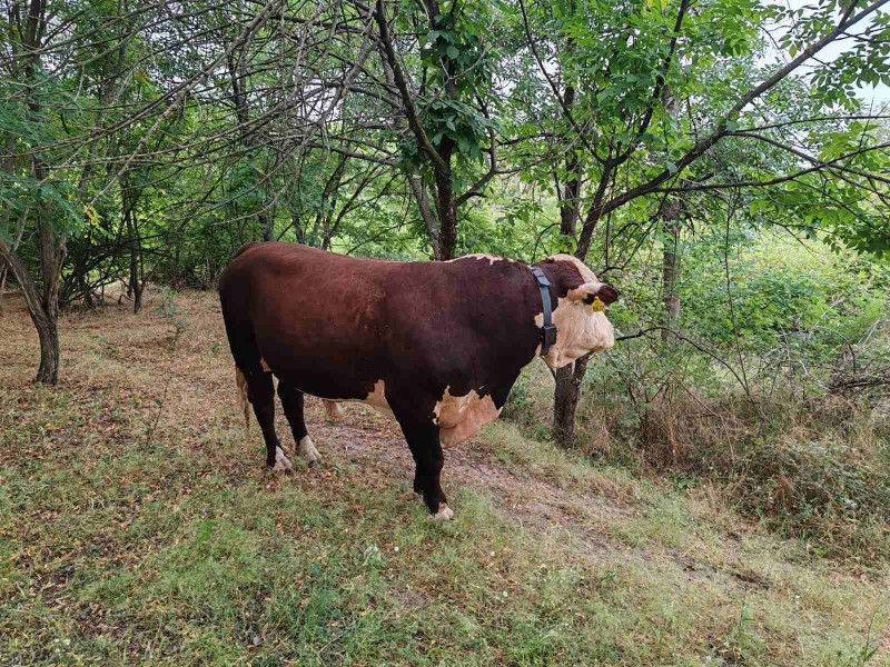 GPS Tracker for Wild Animals