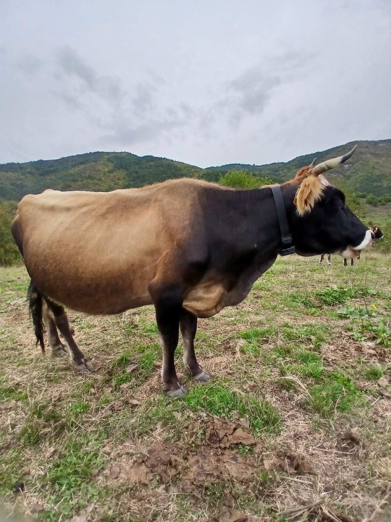 GPS Tracker for Wild Animals