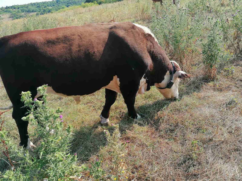 GPS Tracker for Wild Animals