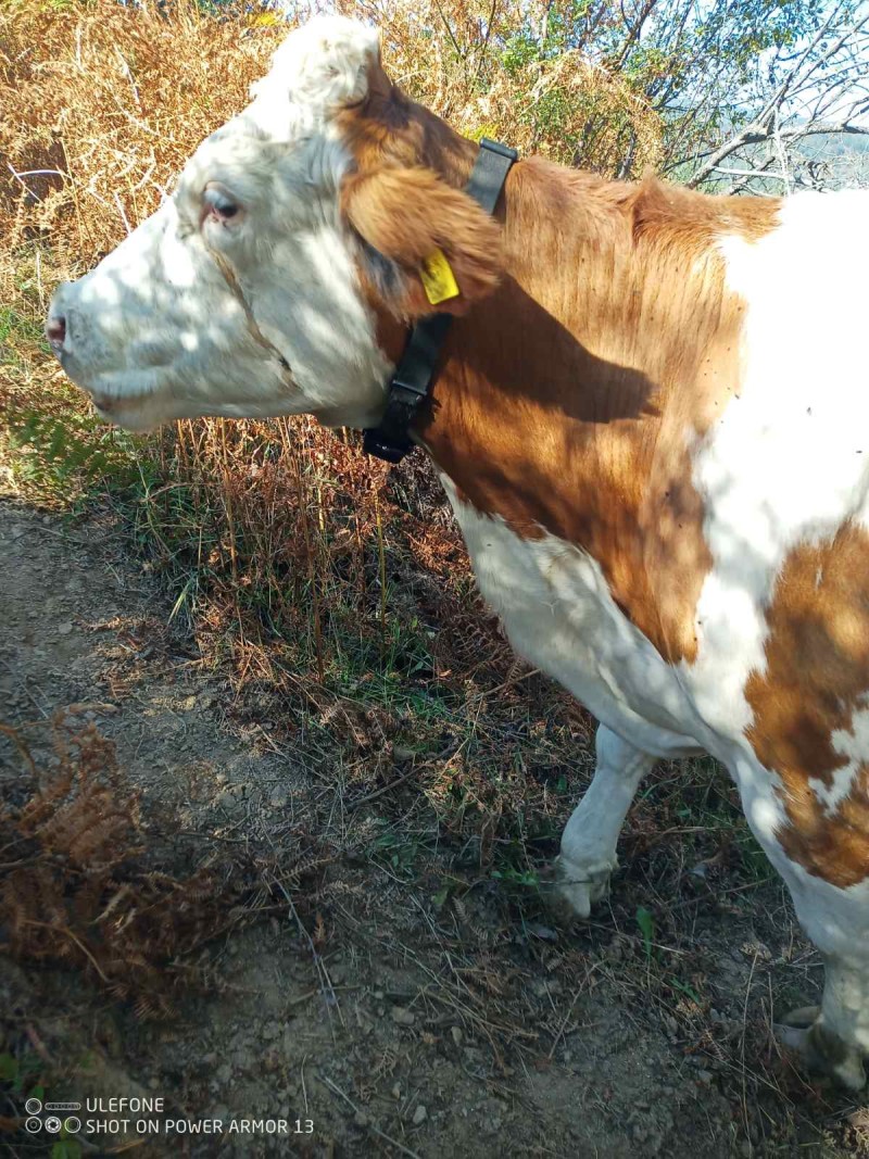 GPS Tracker for Wild Animals
