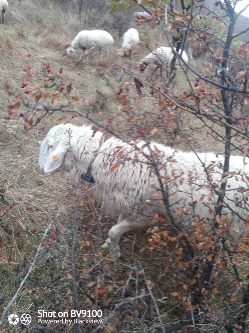 GPS Tracker for Wild Animals