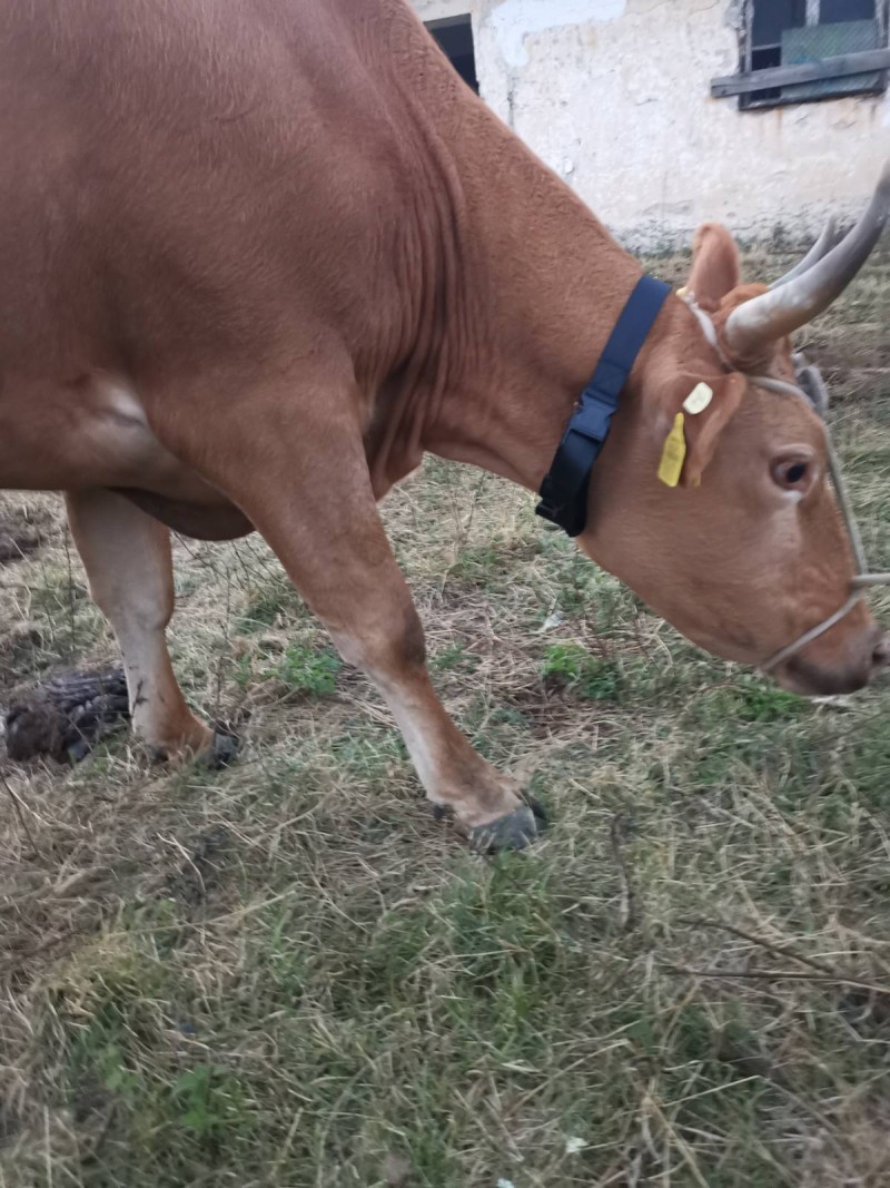 GPS Tracker for Wild Animals